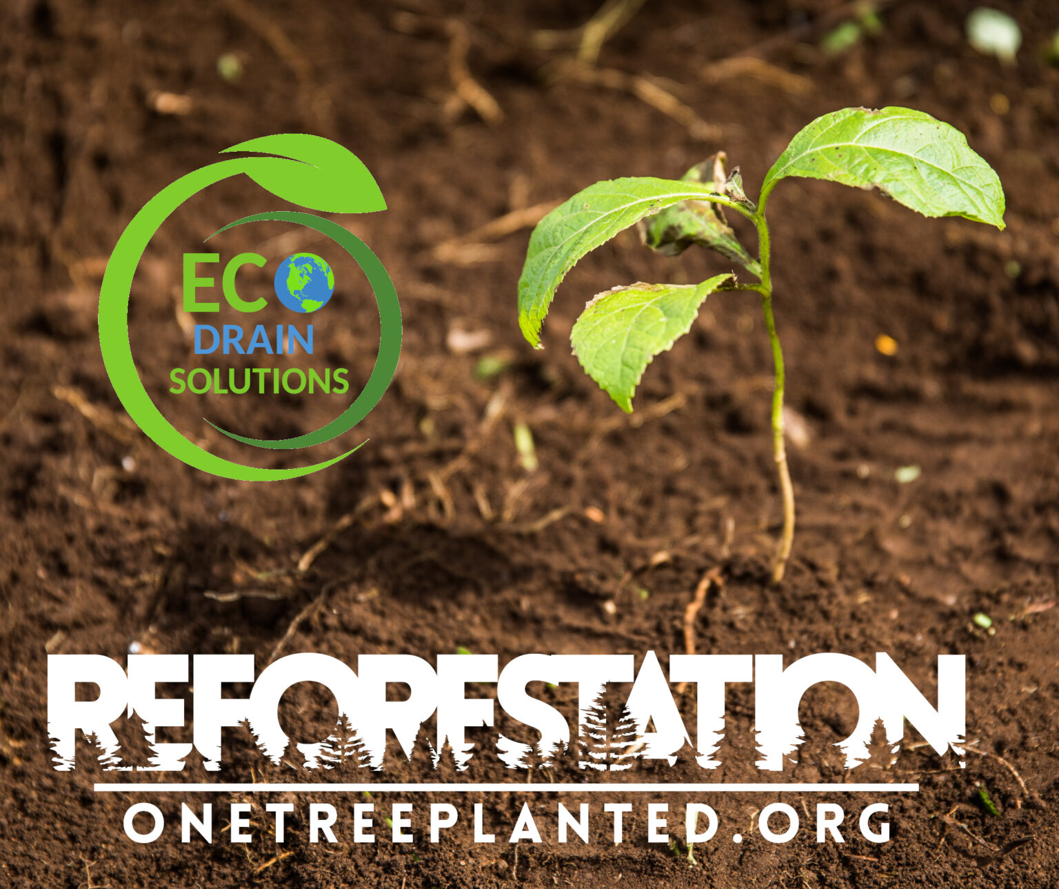 One Tree Planted - Eco Drain Solutions